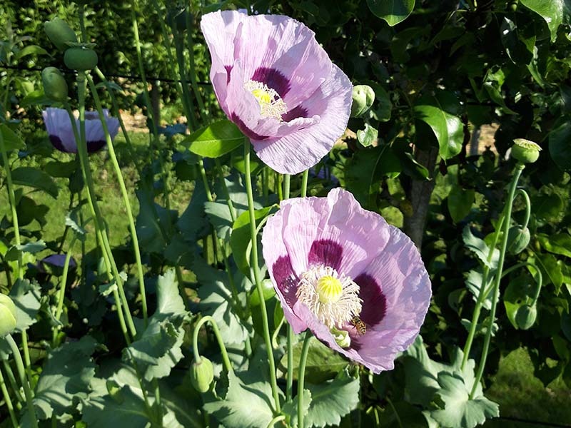 Bloemen bij zorgboerderij de lorr in Venray